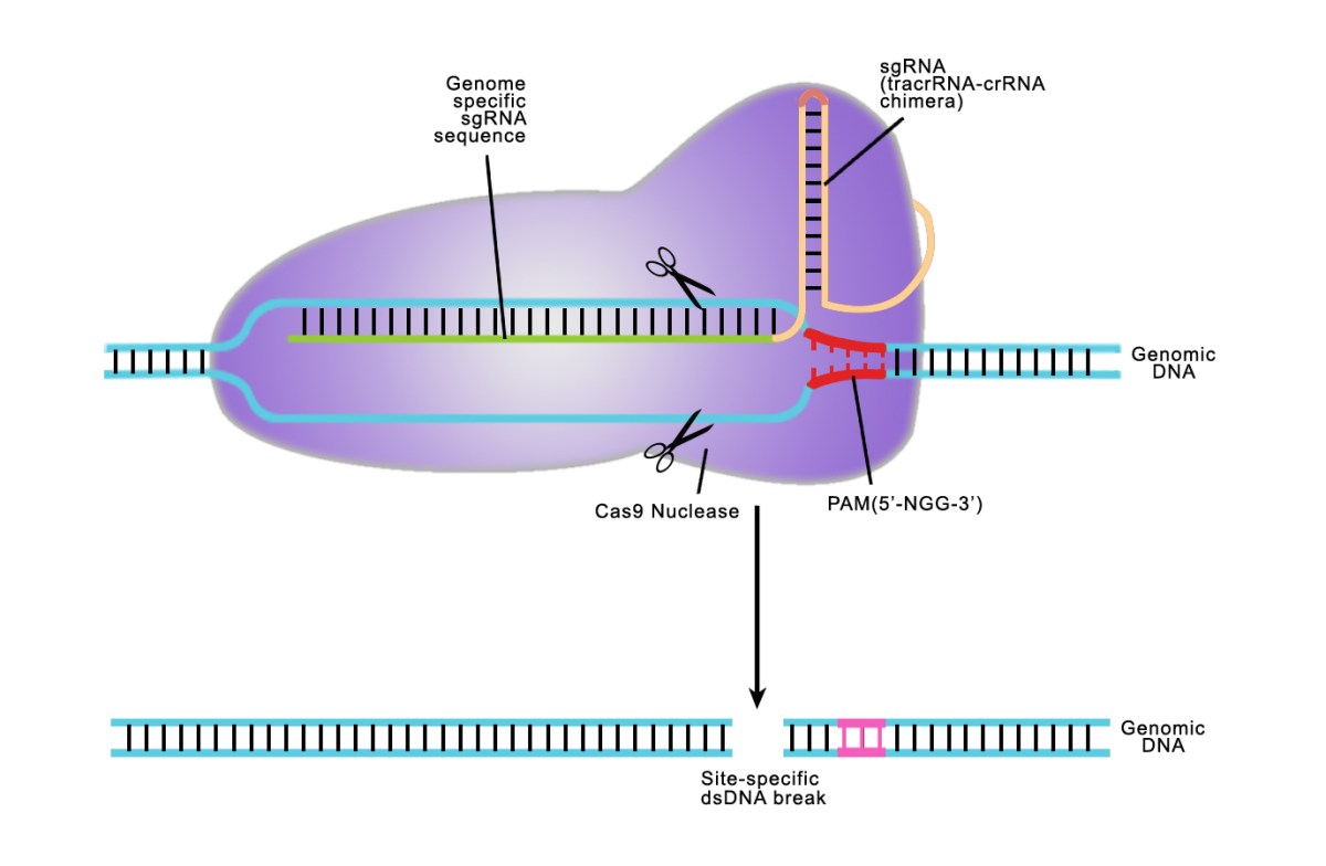 CRISPR/CAS是什么？