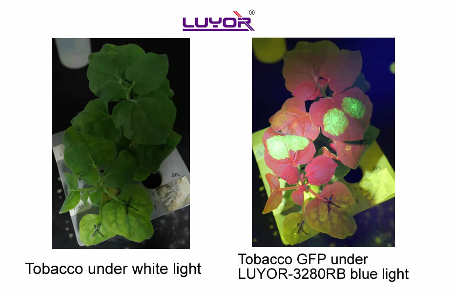 GFP Fluorescence flashlight LUYOR-3280UV 