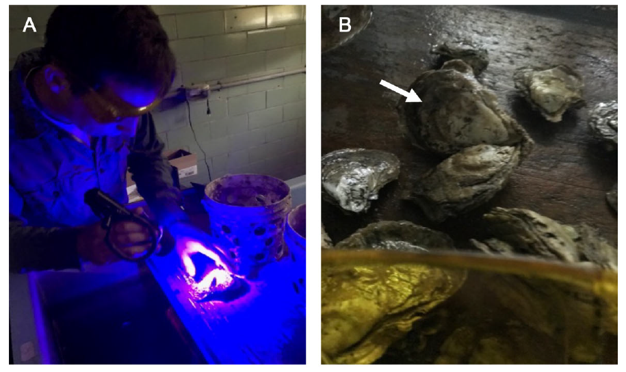藍(lán)色熒光手電筒和黃色熒光觀(guān)察眼鏡檢查牡蠣上的熒光標(biāo)記