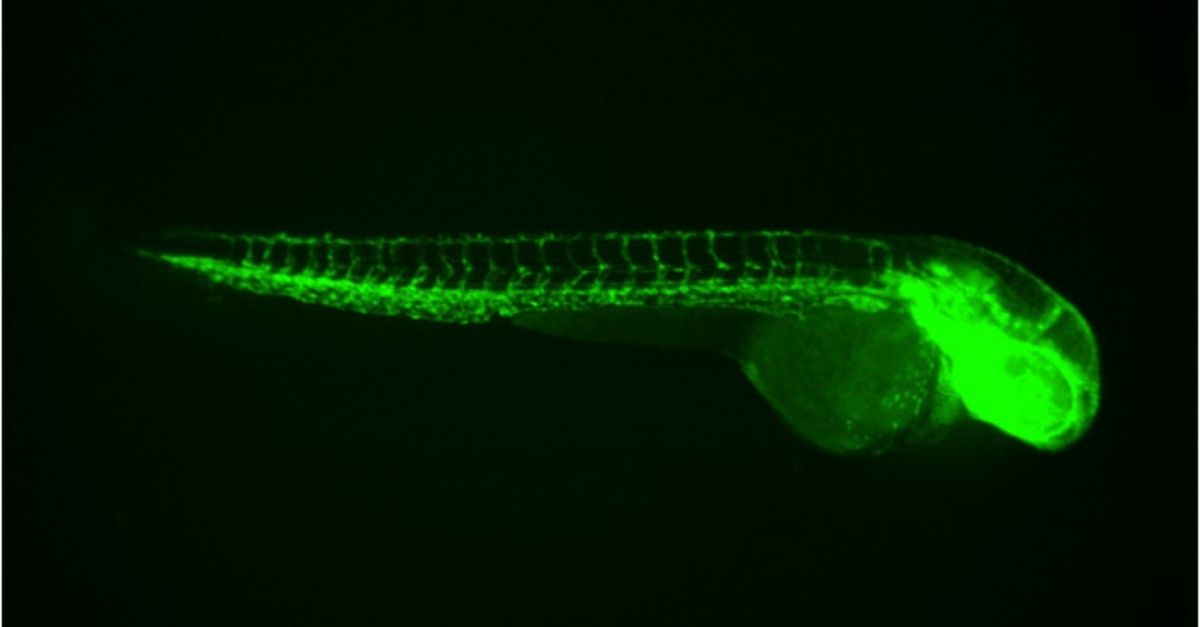 轉基因斑馬魚在生物醫(yī)學研究中的應用