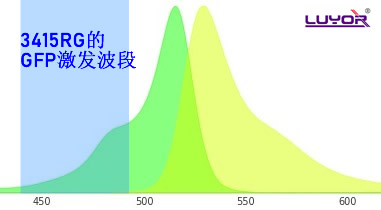 用GFP的激發(fā)光激發(fā)YFP是什么顏色？